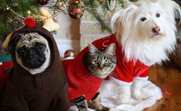 Festive Felines And Crimbo Canines: Cats And Dogs In Their Christmas Jumpers