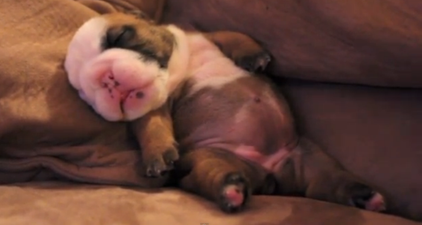 VIDEO: Gorgeous English Bulldog Puppy Pans Out On The Couch