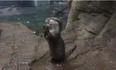 An Otter And An Invisible Sandwich. Well, Why Not?
