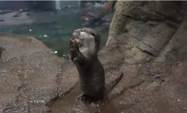 An Otter And An Invisible Sandwich. Well, Why Not?