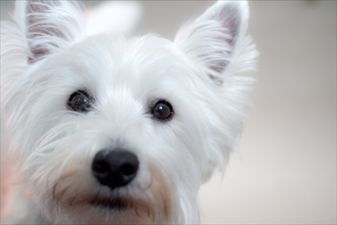 Goodbye Rex, Spot And Scamp! 2012’s Most Popular Doggie Names Revealed!