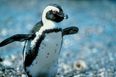 Get Your Daily Dose Of Animal Cute: Baby Penguins Like Tickles Too…