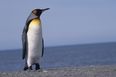 Go Home Penguin, You’re Drunk: The Awkward Moment When You Fall and Everyone Notices…