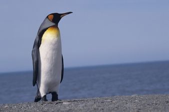 Go Home Penguin, You’re Drunk: The Awkward Moment When You Fall and Everyone Notices…