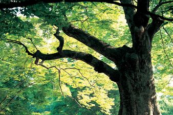 Bark-ing Mad? Man Lives in Tree For 9 Months After His Wife Cheats On Him