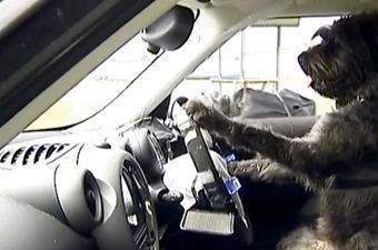 Good Boy! Society for the Prevention of Cruelty to Animals Teaches Dogs to Drive