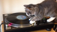 Scratch That! This Cat Could Rival Any DJ We Know…