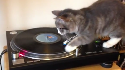 Scratch That! This Cat Could Rival Any DJ We Know…