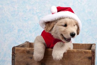 Snow Problem: This is What Happens When Some Puppies Discover Snow