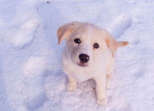 VIDEO: We Didn’t Get The Cold Snap That Was Predicted But These Cute Pups Did!