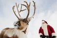 Forget Prancer! This Reindeer Is The Ultimate Chancer After Breaking Free From His Nativity Scene