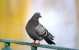 “He’s Stalking Me!” Upset Woman Reports a Pigeon to the Local Police Force