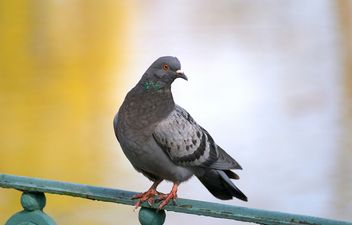 “He’s Stalking Me!” Upset Woman Reports a Pigeon to the Local Police Force