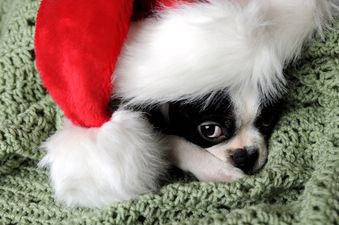 This Puppy is Excited to Eat Some Food. Like Really Excited.