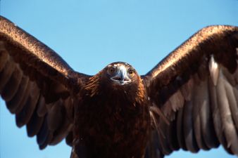 Now We’ve Seen Everything: Golden Eagle Attempts to Steal a Child