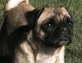 Have You Met Loca? The Irish Pug Who Can Sing (But Not Run)