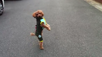 “You Coming With Me?!” The Poodle Who Could Run Like A Human