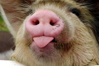 What Do You Get When You Cross Instagram With Pictures of Pigs?