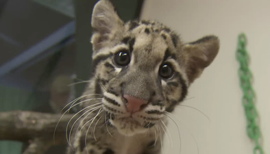 Tired Panda, Playful Leopard Cubs, A Friendly Beaver and A Very Polite Cat – The Week in Adorable Videos