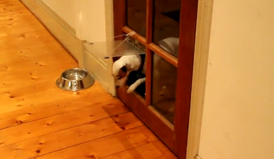 Anyone Want To Diagnose This Dog?! It Very Well Could Be A Touch Of OCD…