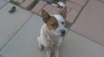 VIDEO: Adorable Dog Is Convinced Dodgy Noises are Coming From His Body…