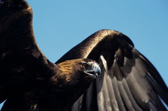 The Skies Are Safe Again! Golden Eagle Video Turns Out to Be a Hoax