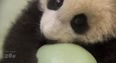 VIDEO: The Story of an Adorable Panda Cub and His Ball