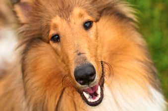 Just Like The Movie: Real Life Lassie Saves His Little Owner’s Life