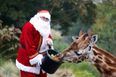 Family Fun Time: Santa Visit combined with Animal Magic at the Zoo