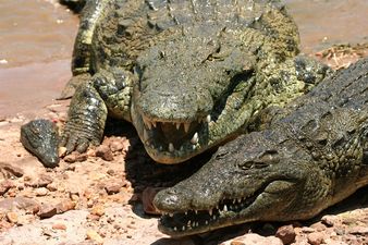 Irish Comedian to Face Crocs For Comic Relief!