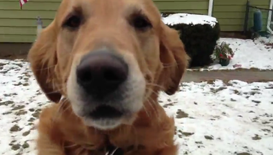“The Best Part Of My Day”: This Dog Makes This Postman’s Day, Every Day