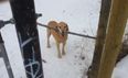This Breaks Our Hearts: Dog Having Trouble With Stick