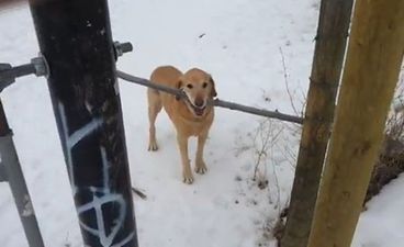 This Breaks Our Hearts: Dog Having Trouble With Stick