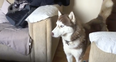 House Proud Dublin Husky is P*ssed Off At the State of Her Home…