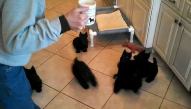 CUTE ALERT: These Puppies Should Be in Some Sort of Show