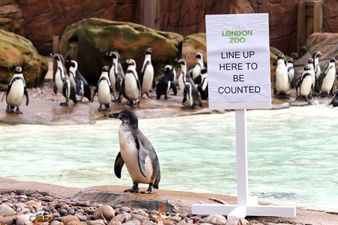 Roll Up, Roll Up – London Zoo Rounds Up Residents For Its Annual Census