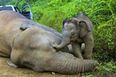 Heartbreaking Scene As Baby Elephant Tries To Wake Up Its Dead Mother