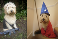 Cosmo Does Hollywood… Dublin Dog Recreates Magic Movie Moments