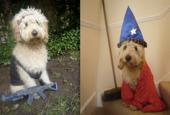 Cosmo Does Hollywood… Dublin Dog Recreates Magic Movie Moments