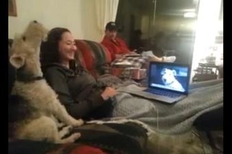 “Can You Hear Me?!” Hilarious Video Shows What Happens When Dogs Skype