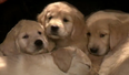 VIDEO: Forget Paul The Octopus, Fallon’s Using Puppies To Predict The Superbowl Win