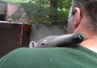 Anteater Adolpho Falls Asleep on Keeper’s Shoulder