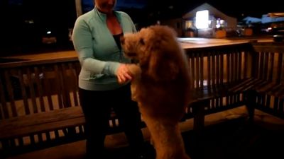 ‘Hello Police, There’s  A Baby Lion On The Loose’