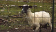 The Seven Second-Long Mystery: What Did This Sheep See?