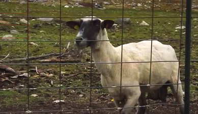 The Seven Second-Long Mystery: What Did This Sheep See?
