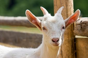 The Original Scapegoat? Flower-Eating Gary Hoofs His Way Out Of Court