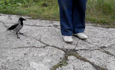 We’re Watching The Smartest Crow In The World: This Little Birdie Has A Plan… And It’s Gone Viral