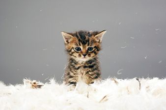 No Kittens Allowed: Man Wants To Completely Rid New Zealand of Cats