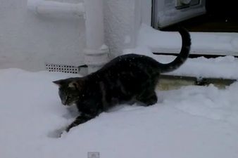 “I’m Gonna Get You!” What Happens When a Cat Sees Snow For the First Time…
