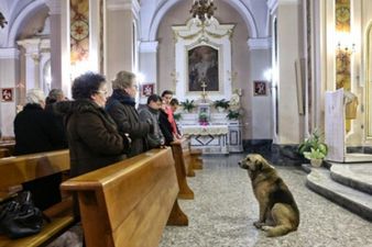 Best Friends Forever: Devoted Doggy Mourns the Death of His Owner In Local Church